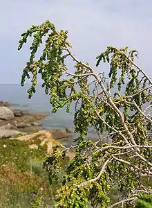 Straggling growth habit of Thymelaea hirsuta growing on sea cliff, Calvi, Corsica.