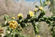 "flowers and foliage"