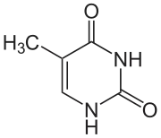 Chemical structure of thymine