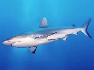 Countershaded grey reef shark, Carcharhinus amblyrhynchos