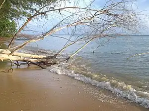 Fallen tree on a Tiga beach