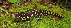 Tiger salamander (Ambystoma tigrinum)