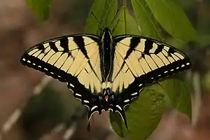 Image 48A tiger swallowtail butterfly (Papilio glaucus) in Shawnee National Forest. Photo credit: Daniel Schwen (from Portal:Illinois/Selected picture)