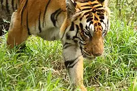 Indian Tiger