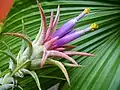 Inflorescence closeup