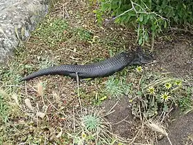 Melanistic morph, Low Head, Tasmania