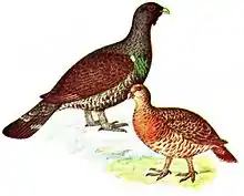 Western capercaillieTetrao urogallus