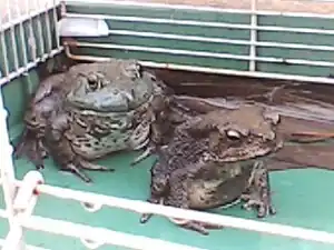 A full-grown male Asiatic toad housed with a captive mature female American bullfrog Rana catesbeiana