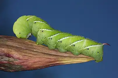 Image 28A tobacco hornworm (Manduca sexta) in Urbana. Image credit: Daniel Schwen (from Portal:Illinois/Selected picture)