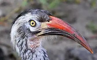 Male head in profileT. r. ngamiensis