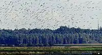 In some years the species is more sociable and gathers in large flocks after breeding. In the picture, part of a large flock estimated at around 3,000 individuals on September 24, 2017 in Ystad.