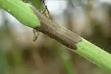 Infected tomato plant