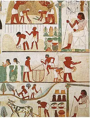 Image 41Agricultural scenes of threshing, a grain store, harvesting with sickles, digging, tree-cutting and ploughing from Ancient Egypt. Tomb of Nakht, 15th century BC. (from History of agriculture)