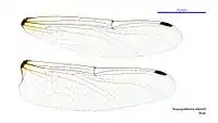 Male wings