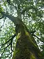 A 60-year-old Toona ciliata var. pubescens in Hunan, China