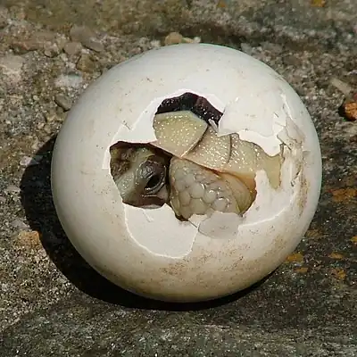 Image 13Marginated tortoiseA baby marginated tortoise hatchling emerges from its shell.More selected pictures