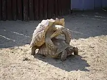 African spurred tortoises (Centrochelys sulcata) mating