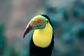 Toucan