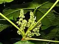 Female flowers of T. orientale, Fukushima Prefect