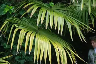 Trachycarpus fortunei