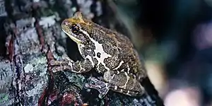 Veined treefrog (Trachycephalus typhonius), municipality of Gómez Farías, Tamaulipas (5 June 2002).