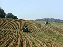 Potato field in Fort Fairfield