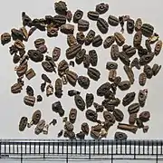 Seeds