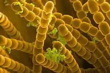 Colored SEM image of Tradescantia pollen and stamens