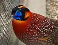 Temminck's tragopan