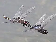 Tandem flight