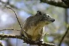 Southern tree hyrax (Dendrohyrax arboreus)