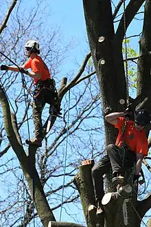 Arborists in Ontario