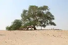 Image 59The Tree of Life, a 9.75 meter high Prosopis cineraria tree that is over 400 years old (from Bahrain)