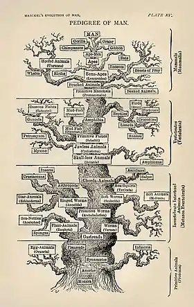 Tree of life by Haeckel