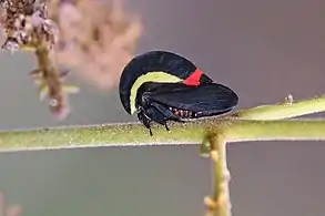 Membracis sanguineoplagaPantanal, Brazil