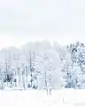 A tree in Tyresta National Park, covered in snow during the winter of 2018-19.