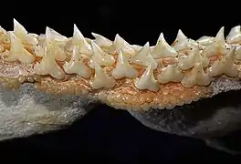 Lower teeth