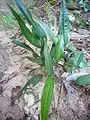 Lanceolate leaf type, Nilagala, Sri Lanka