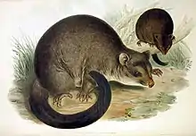 Drawing of gray possums