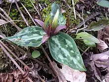 Relict trillium (Trillium reliquum) an endangered species