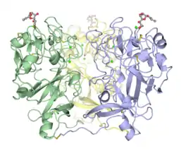 Disulfide-linked trimeric human intelectin-1.