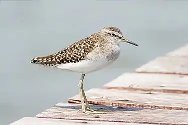 In non-breeding plumage