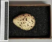 Egg, Collection Museum Wiesbaden