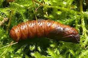 female pupa