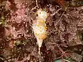 Triopha catalinae on red coralline algae in a tide pool in Central California