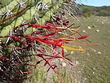 Tristerix aphyllus parasitizing an Leucostele chiloensis