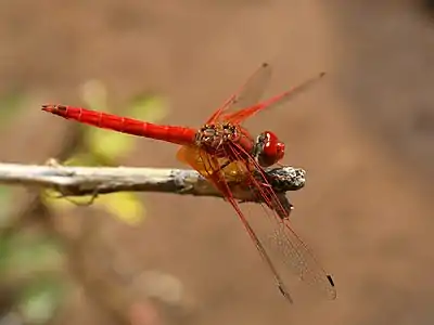 Trithemis kirbyi