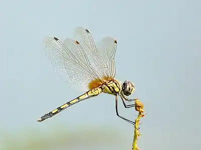 Trithemis pallidinervis female