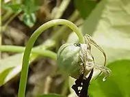 Immature fruit