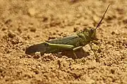 All three subspecies vary in colors, but T. c. dux commonly is quite yellowish